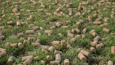 Close-up of soil core plugs after lawn aeration on Pasadena, CA lawn by Chop Chop Landscaping